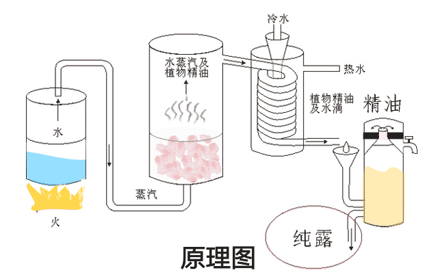 精油中的“奥斯卡”,你在看颁奖典礼了吗?(图5)