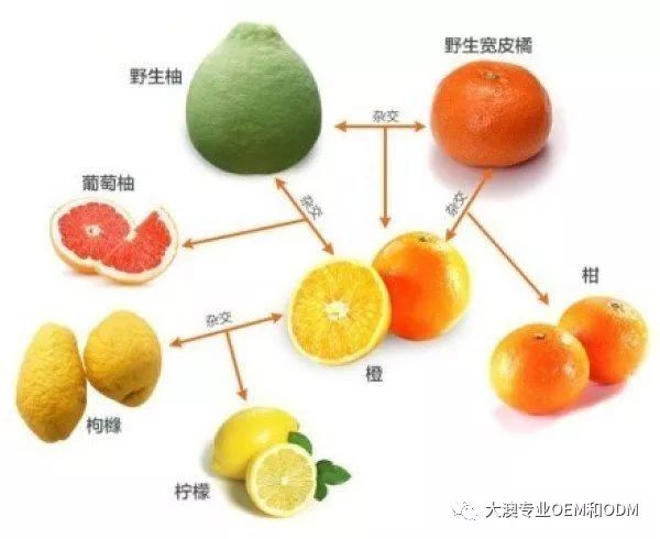 蜜柚护肤,最天然的水果罐头锁住青春(图3)