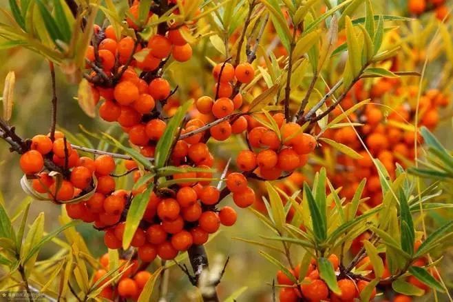 沙棘植物力量来袭,美白、抗衰、祛痘……(图2)