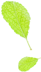 口碑炸裂洗面奶!油田脸∣痘痘肌的救星!植树澳洲茶树精油洗面奶(图1) 图片